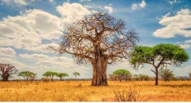 Baobab boom - Epoch baobab lichaamsboter 